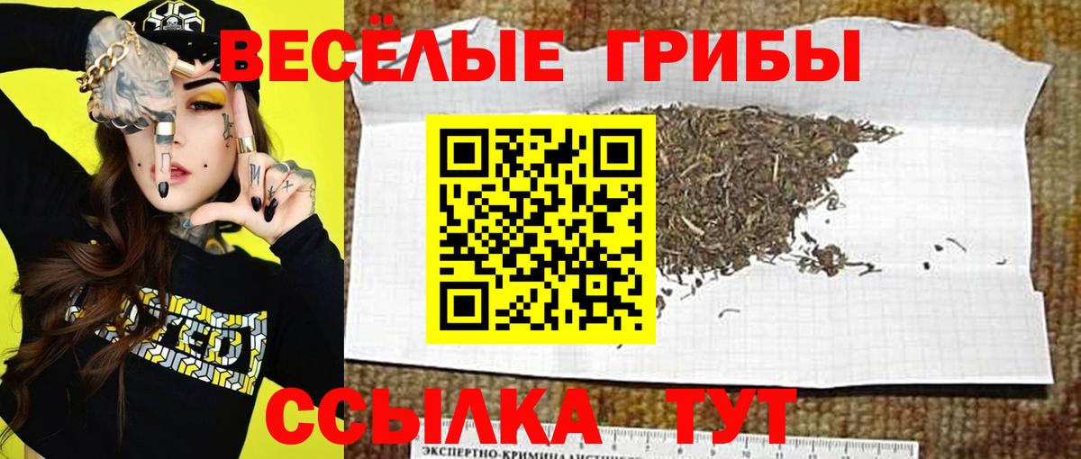 Нерюнгри  Галлюциногенные грибы Psilocybine cubensis  Вход с VPN 
